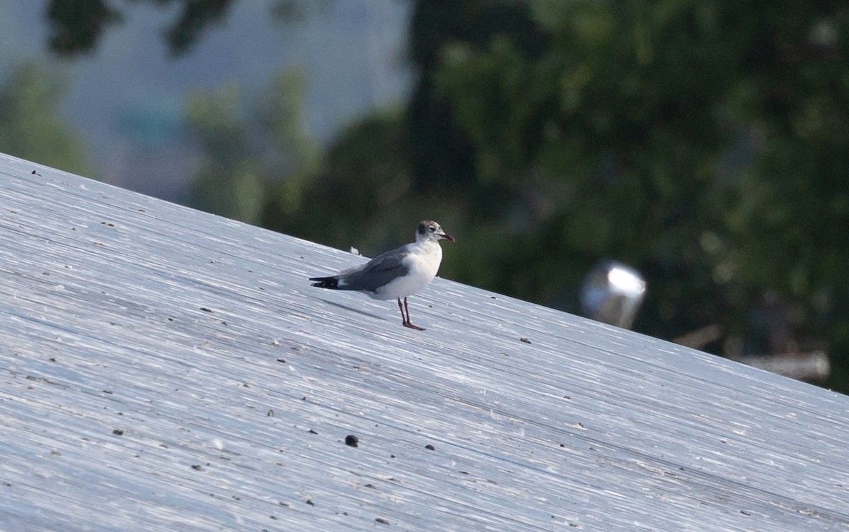 Gaviota Guanaguanare - ML620686090