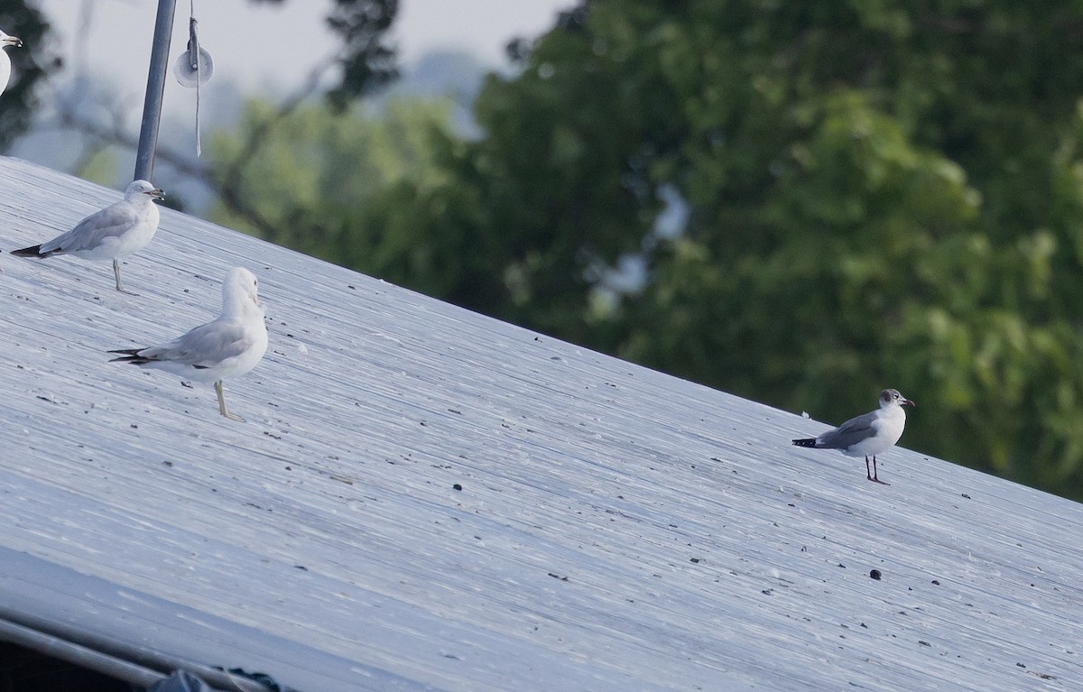 Laughing Gull - ML620686092