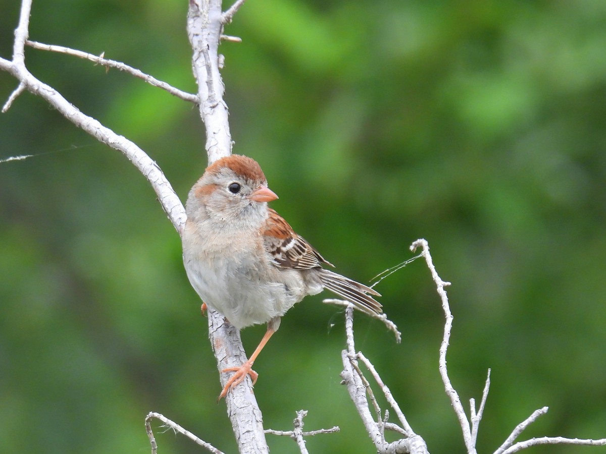 Field Sparrow - ML620686093