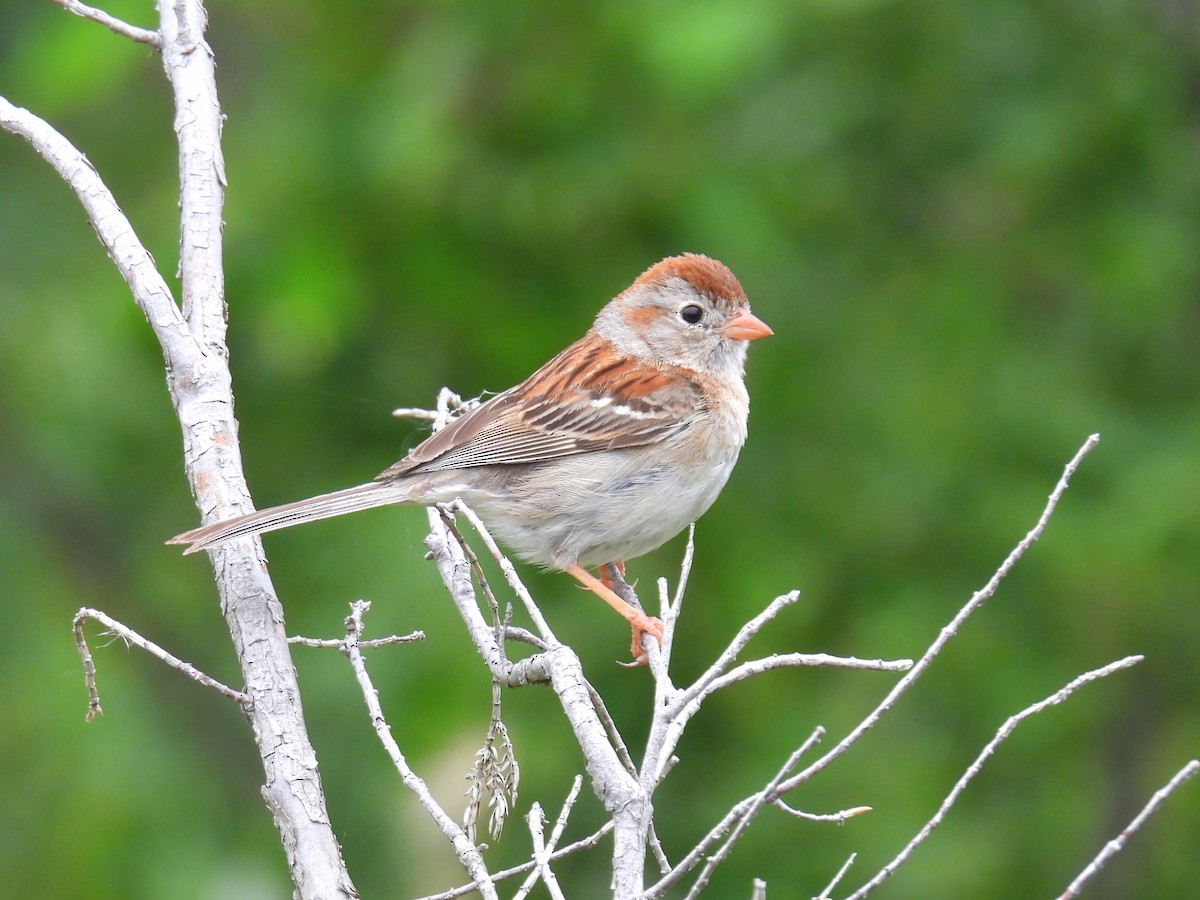 Field Sparrow - ML620686094