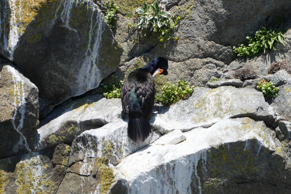 Red-faced Cormorant - ML620686095