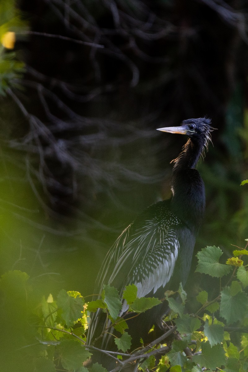 Anhinga Americana - ML620686096