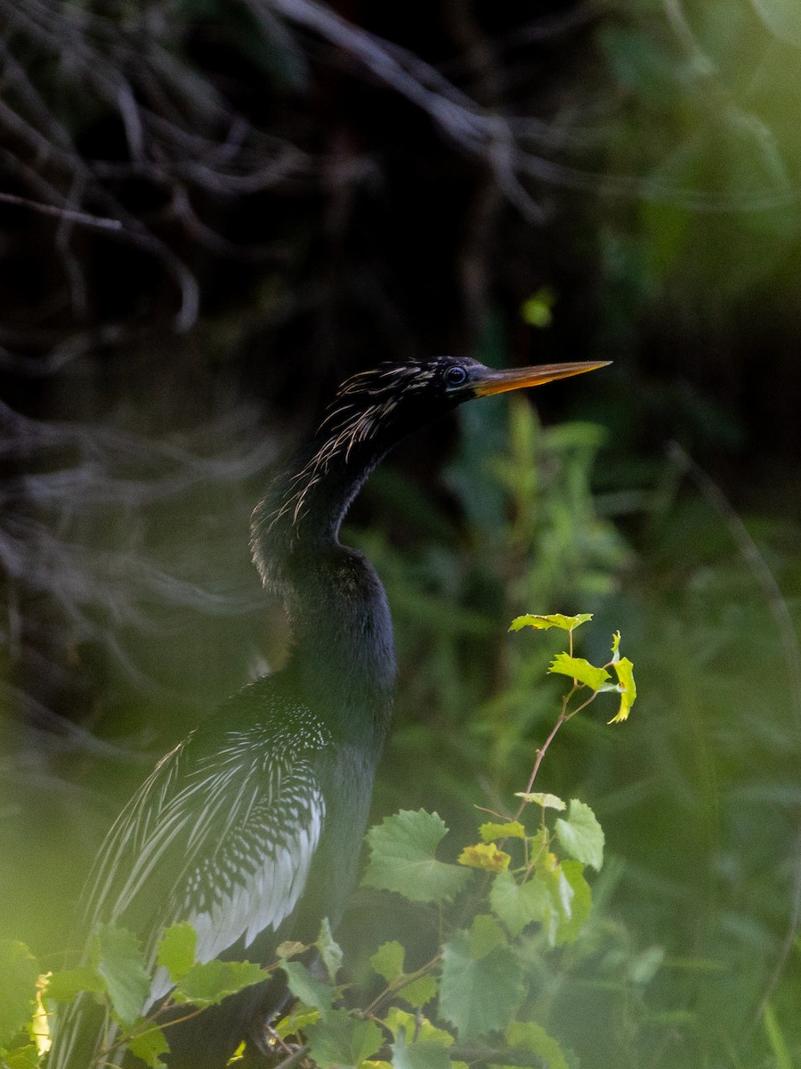 Amerika-Schlangenhalsvogel - ML620686097