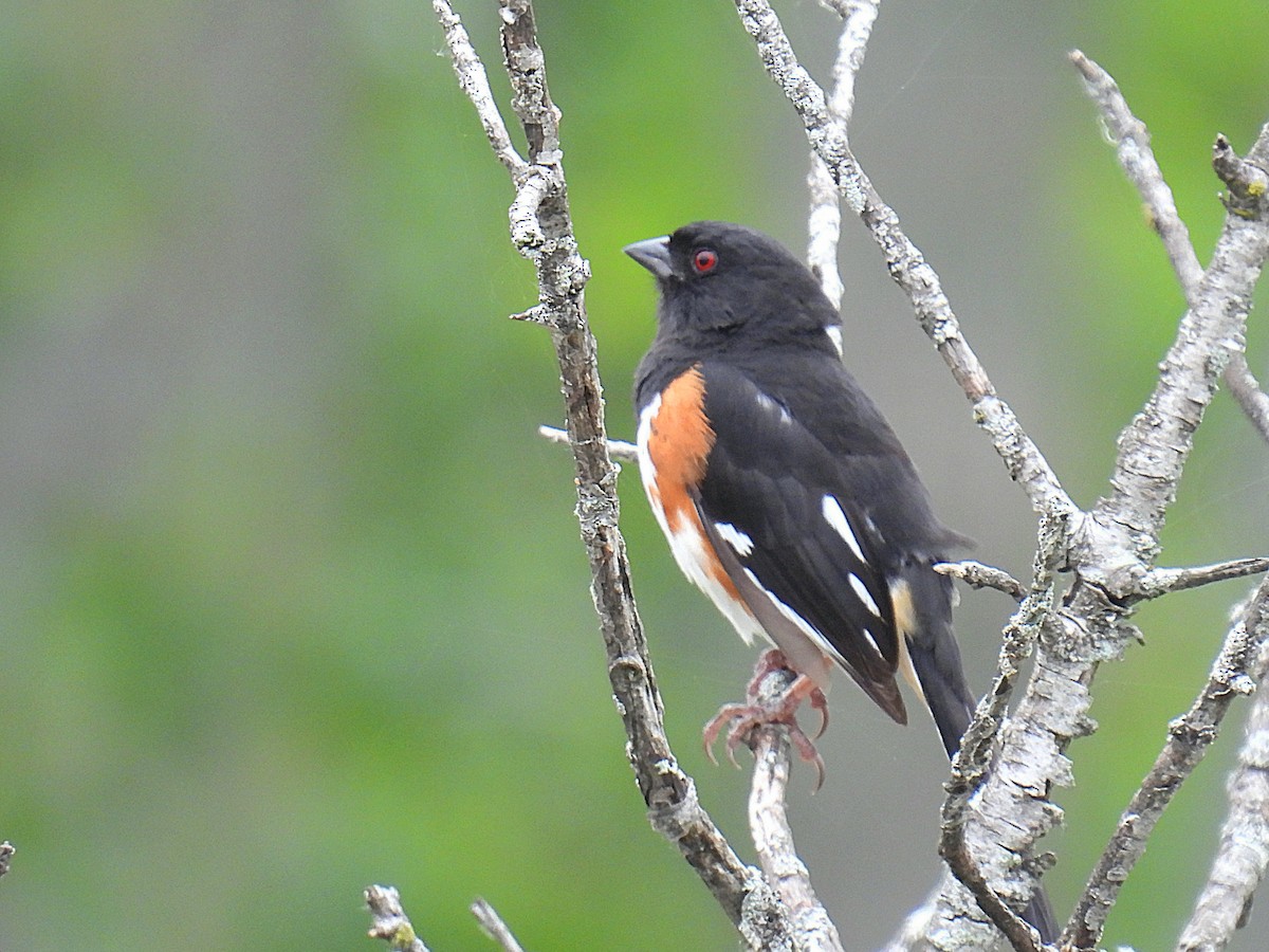 Eastern Towhee - ML620686100