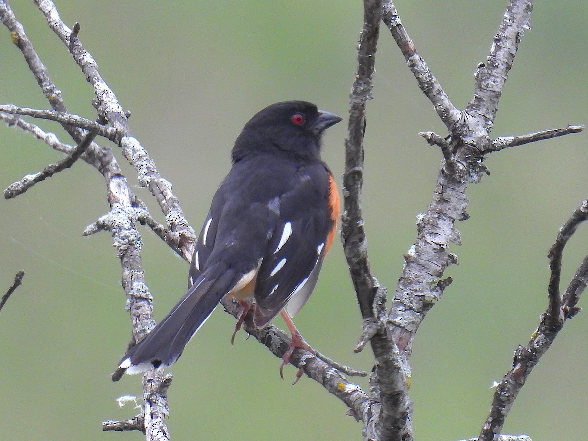 ワキアカトウヒチョウ - ML620686101