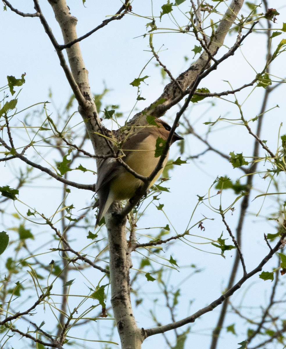 Cedar Waxwing - ML620686102