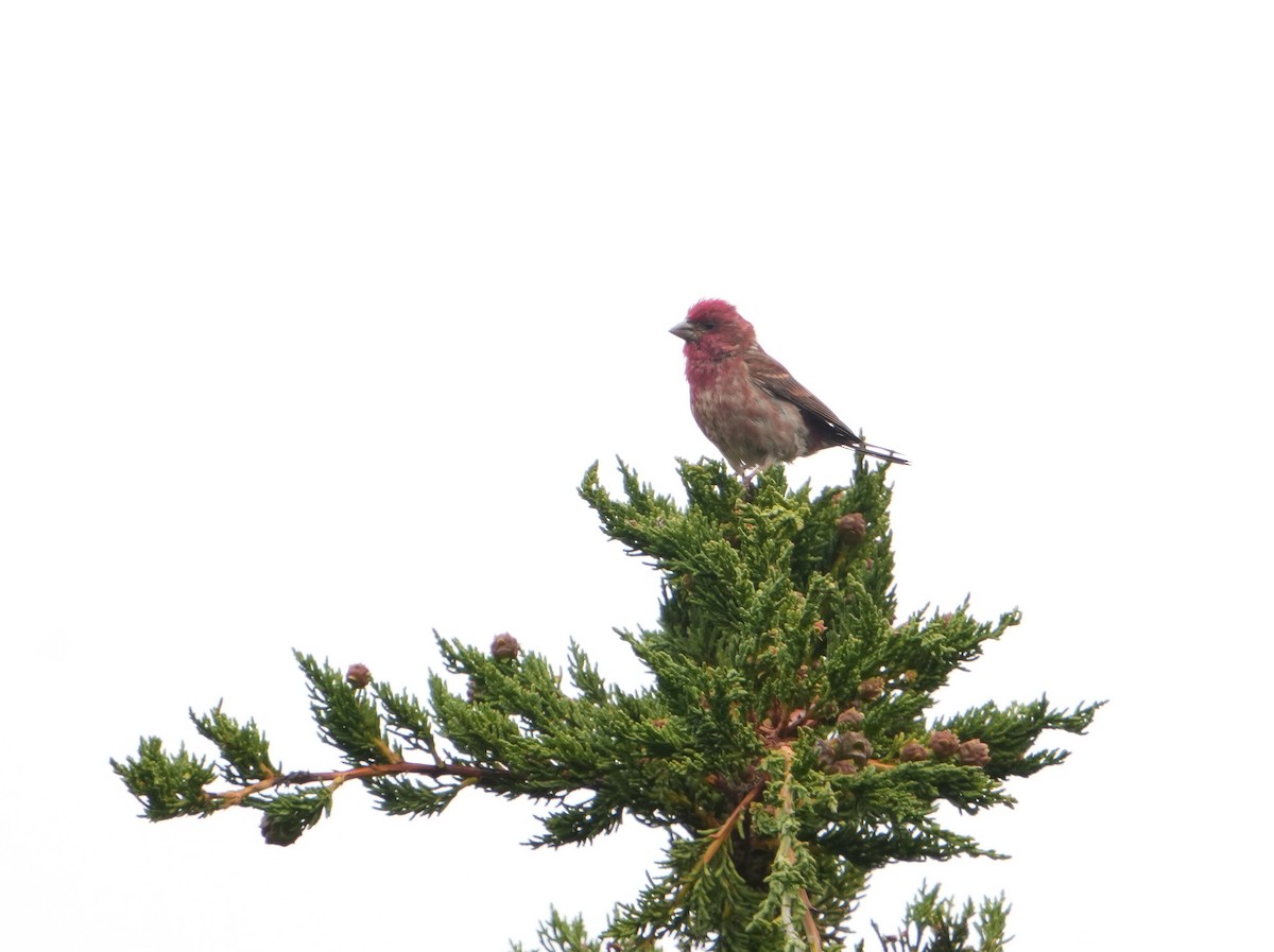 Purple Finch - ML620686104