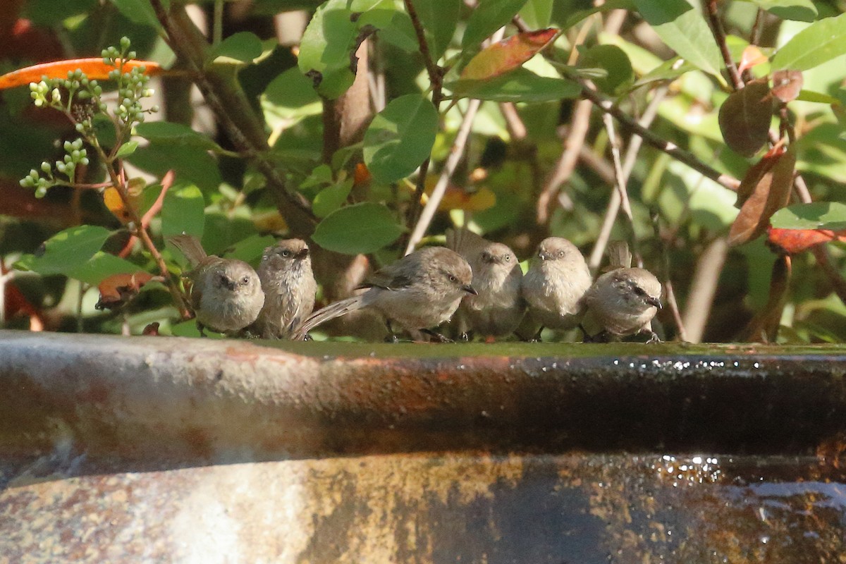 Bushtit - ML620686106