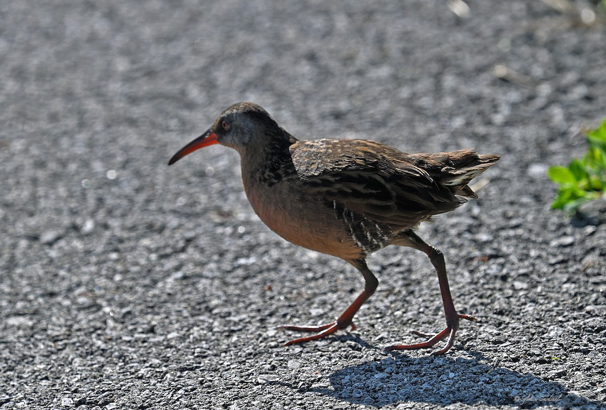 Virginia Rail - ML620686110