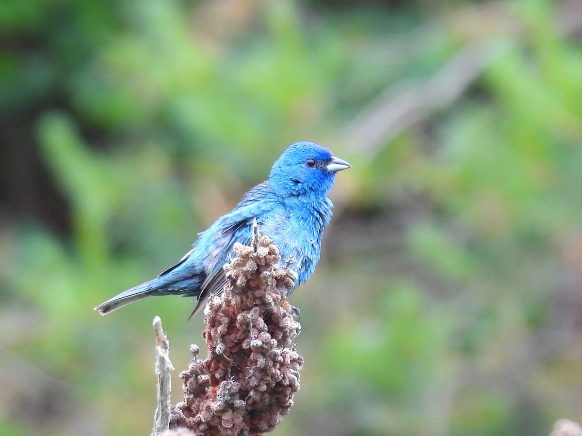 Indigo Bunting - ML620686111