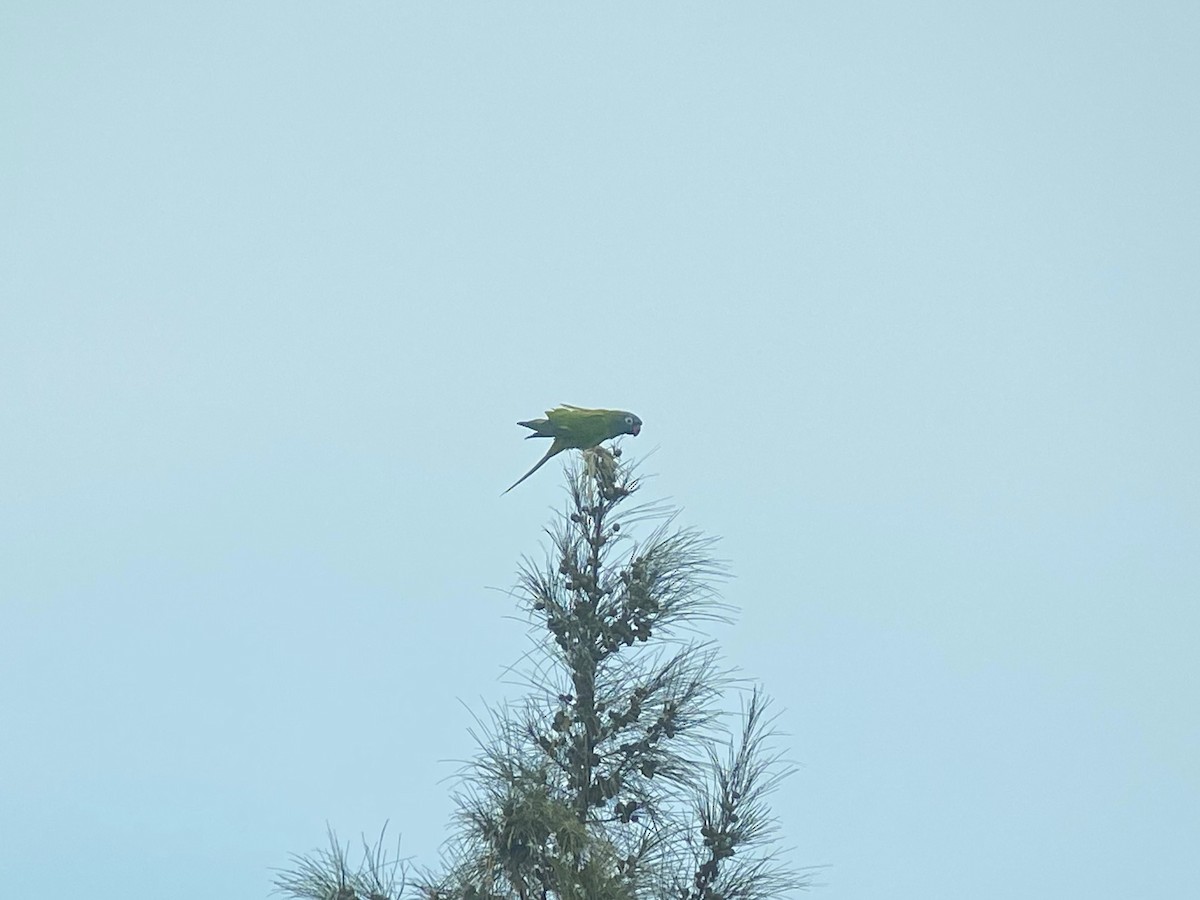 Conure à tête bleue - ML620686114