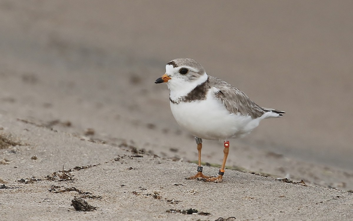 Piping Plover - ML620686115