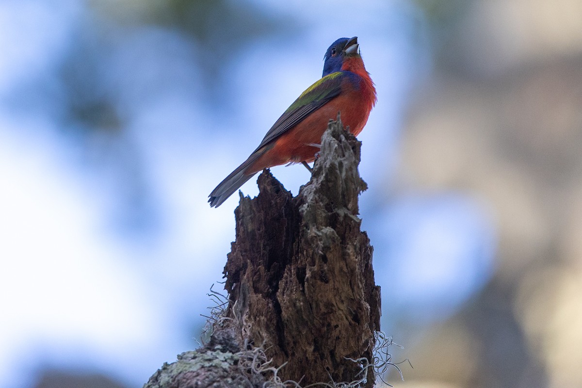 Painted Bunting - ML620686116