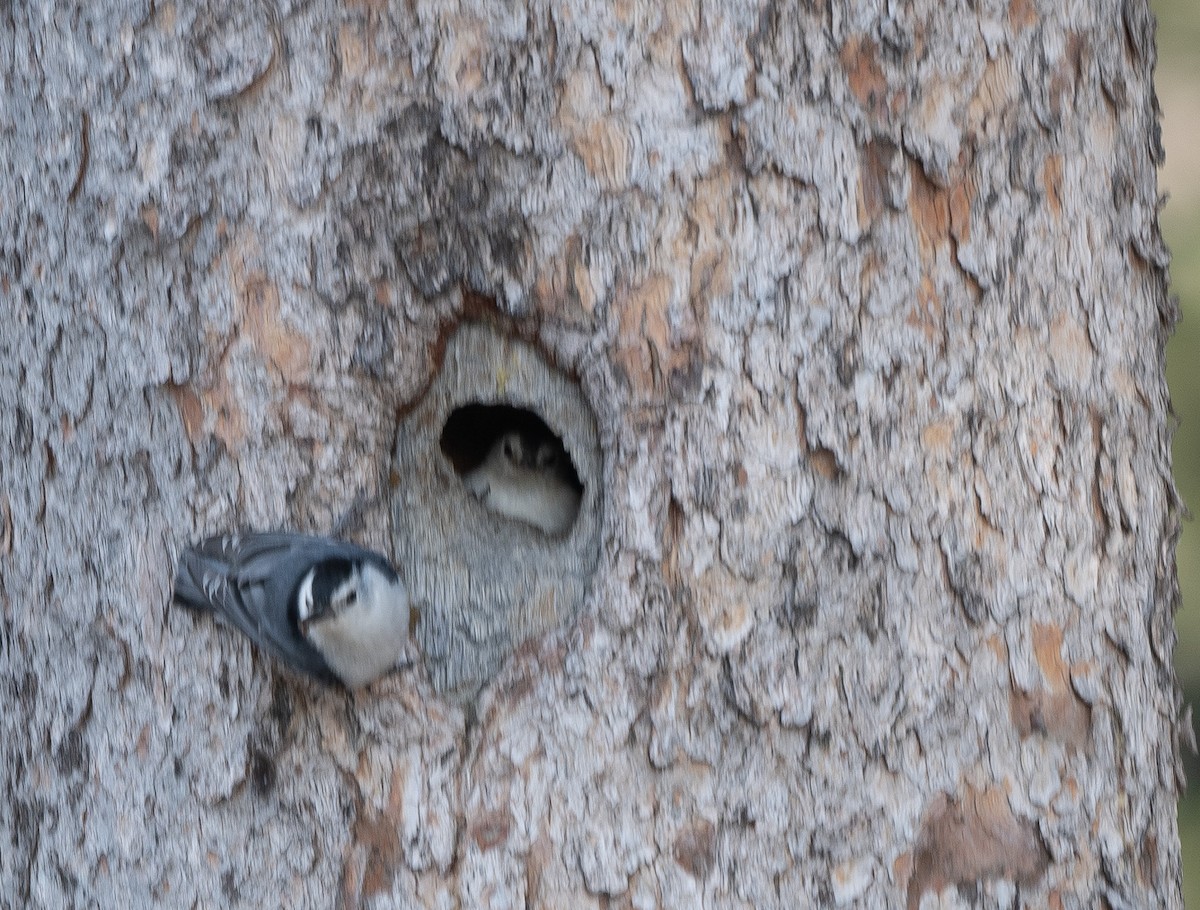 White-breasted Nuthatch - ML620686117