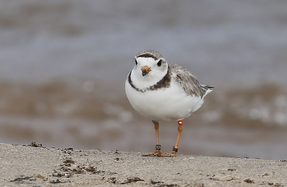 Piping Plover - ML620686118