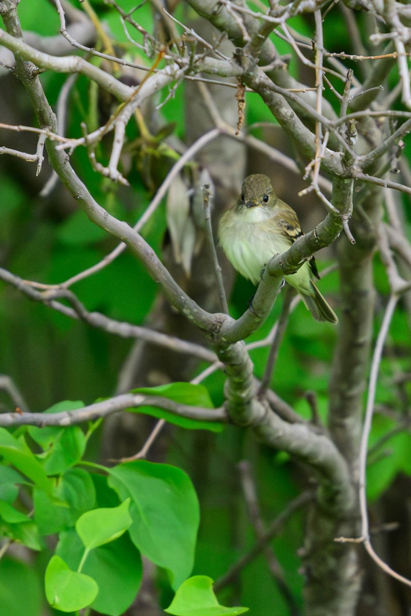 Least Flycatcher - ML620686120