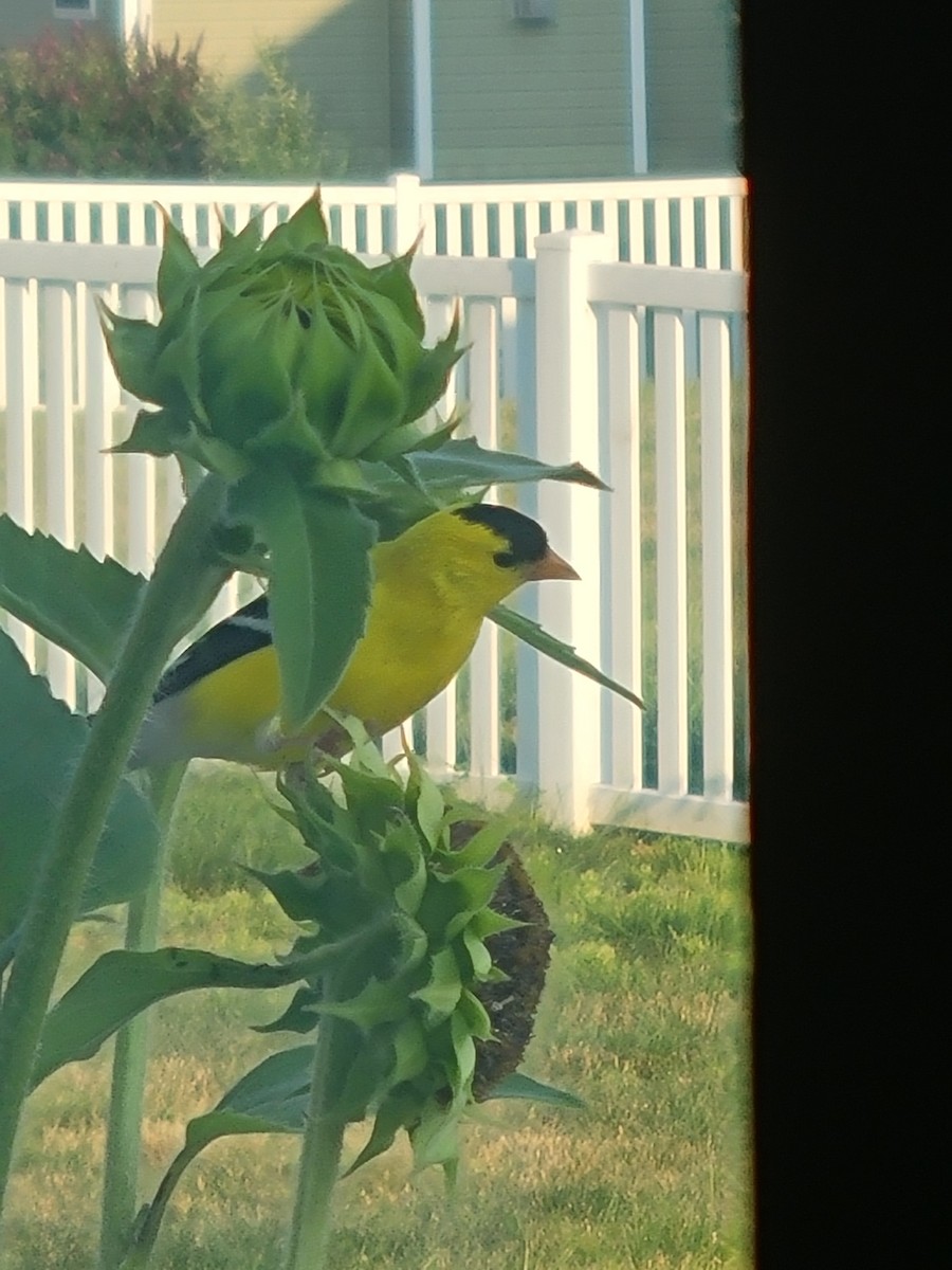 American Goldfinch - ML620686124