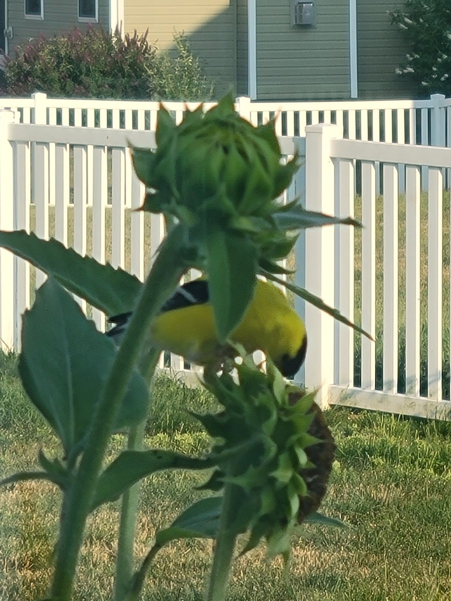 American Goldfinch - ML620686126