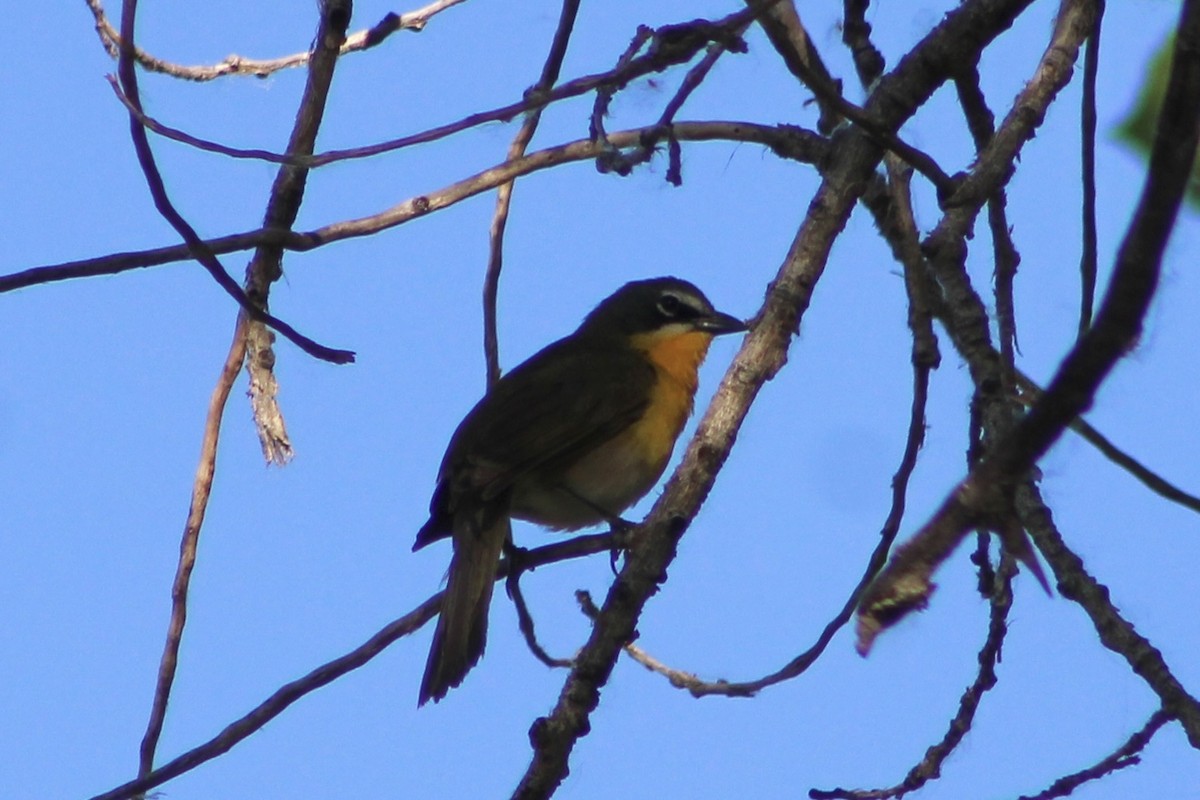 Yellow-breasted Chat - ML620686131