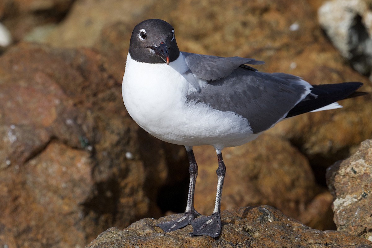 Mouette atricille - ML620686134