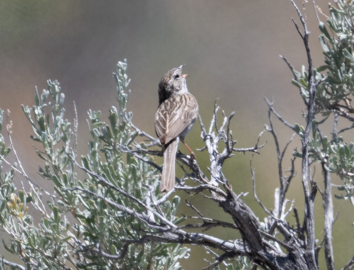 Brewer's Sparrow - ML620686135