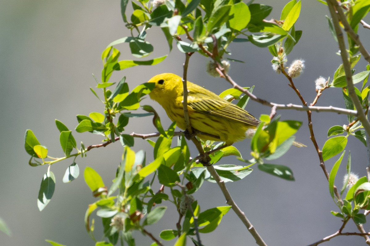 Paruline jaune - ML620686138