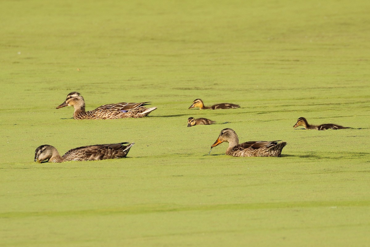 Canard colvert - ML620686141