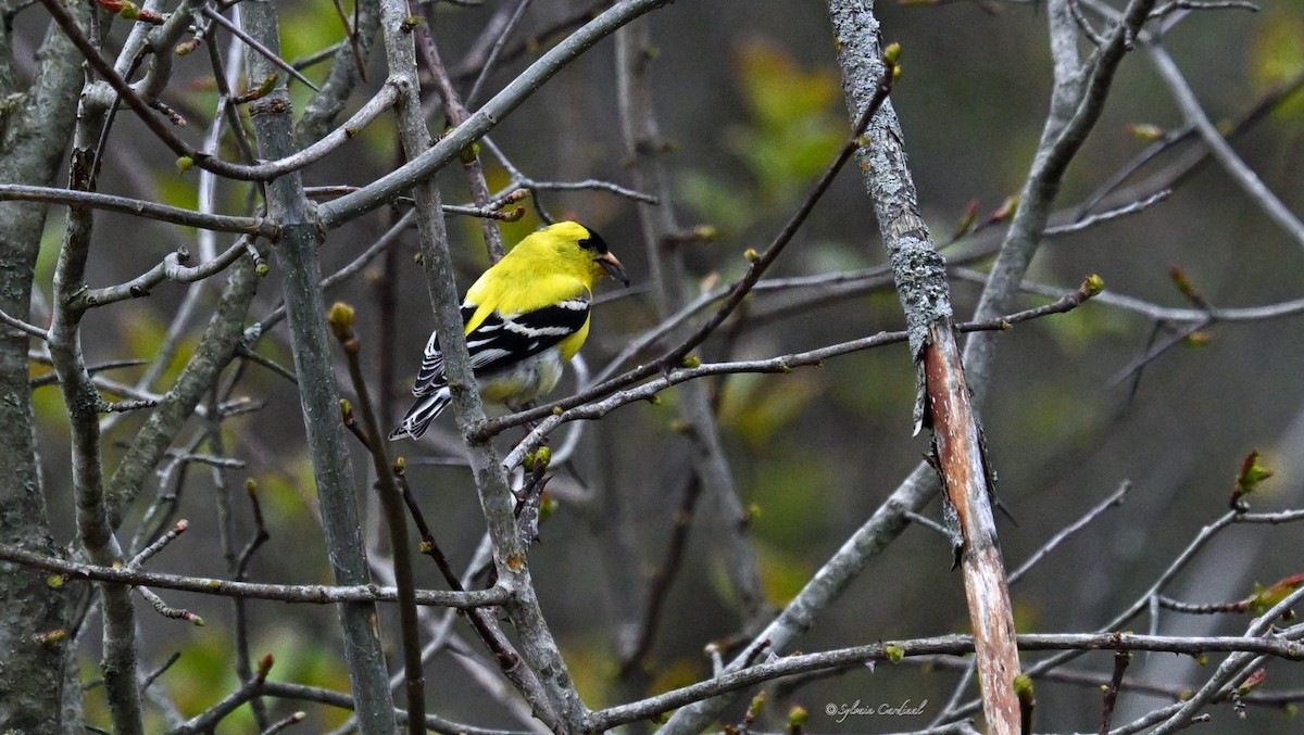 Chardonneret jaune - ML620686142