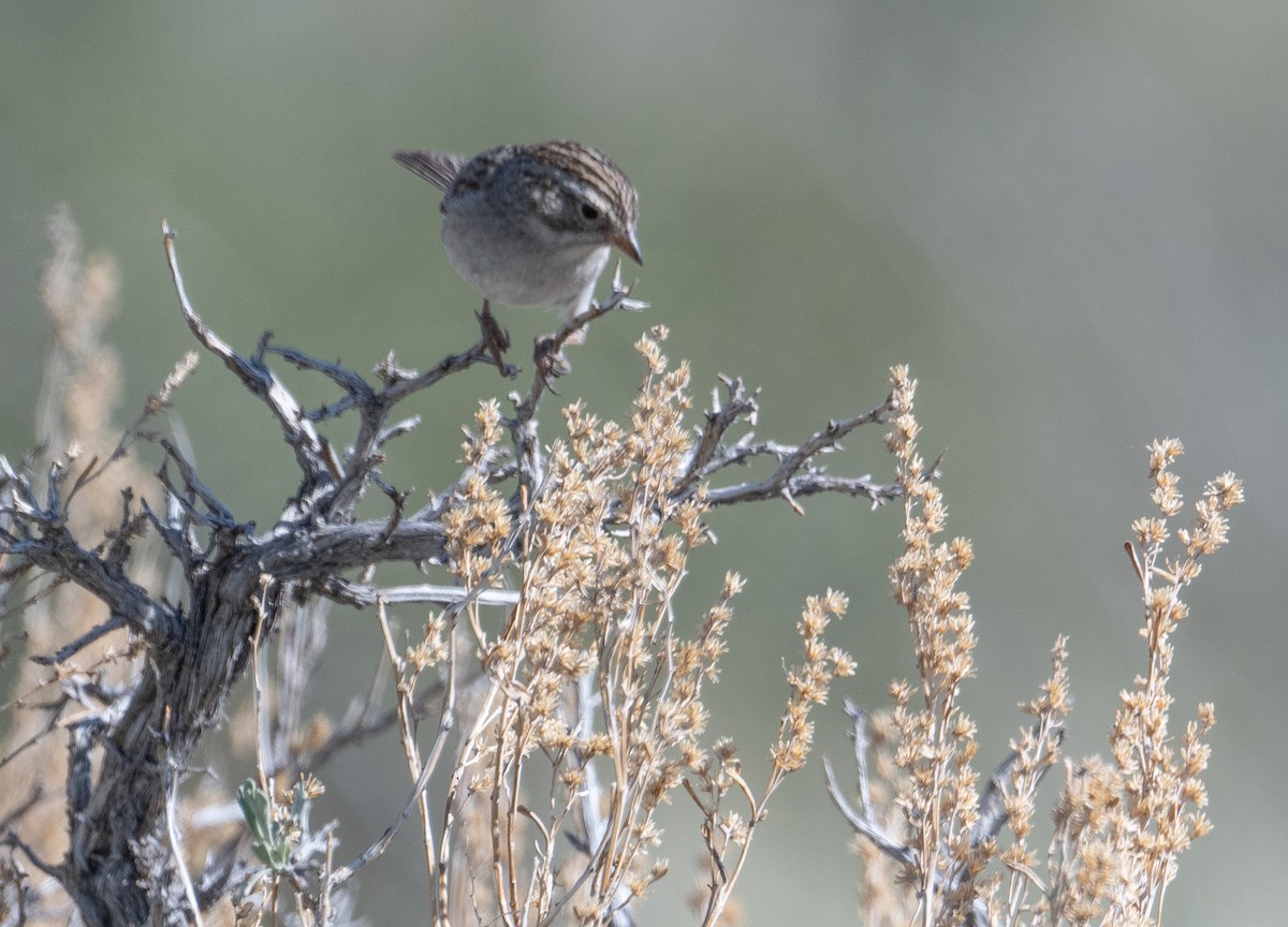 Brewer's Sparrow - ML620686143