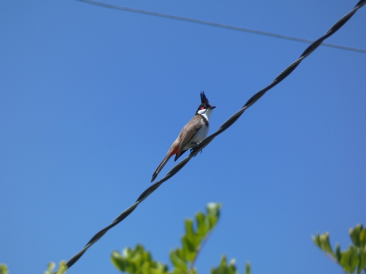 Red-whiskered Bulbul - ML620686148