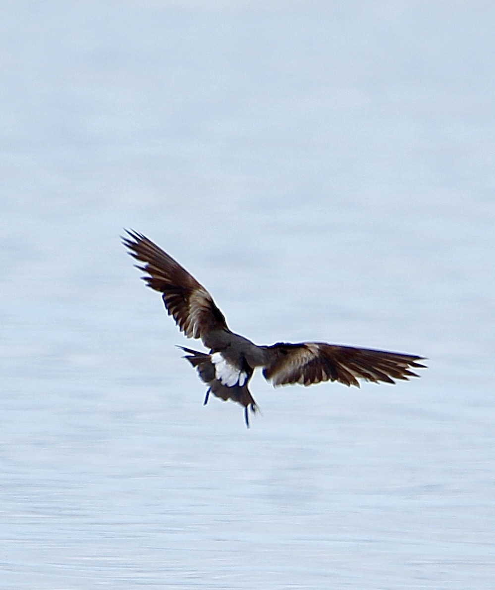 Leach's Storm-Petrel - ML620686150