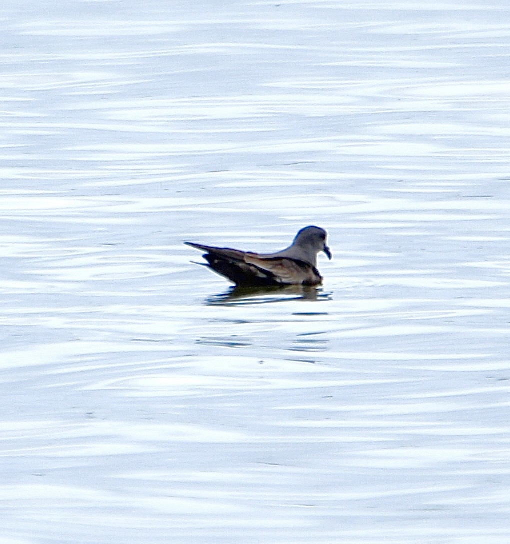 Leach's Storm-Petrel - ML620686153