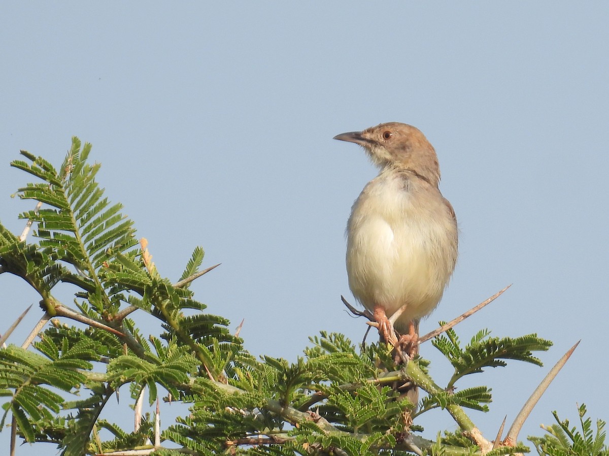 Rattling Cisticola - ML620686156