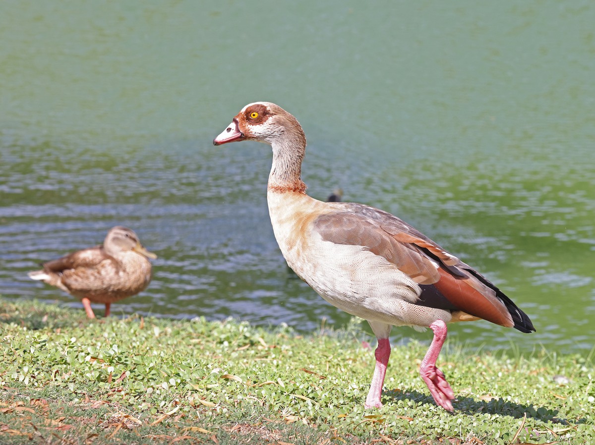 Egyptian Goose - ML620686158