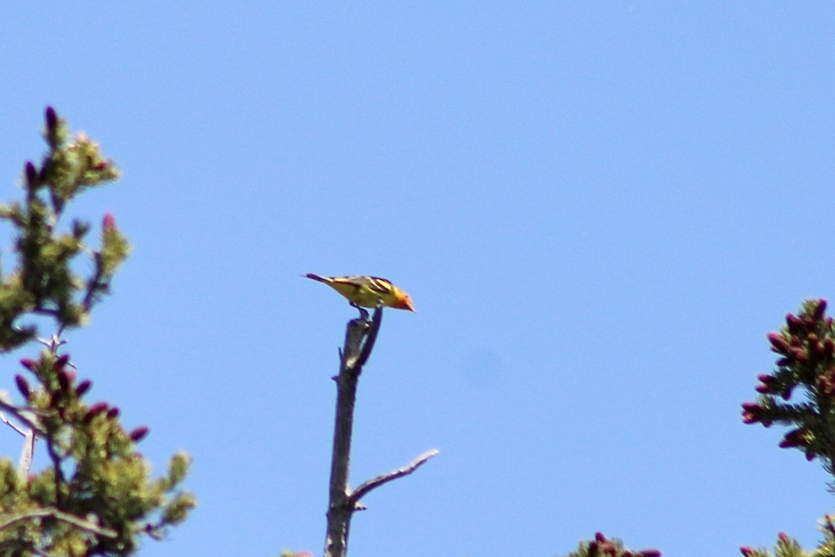 Western Tanager - ML620686160