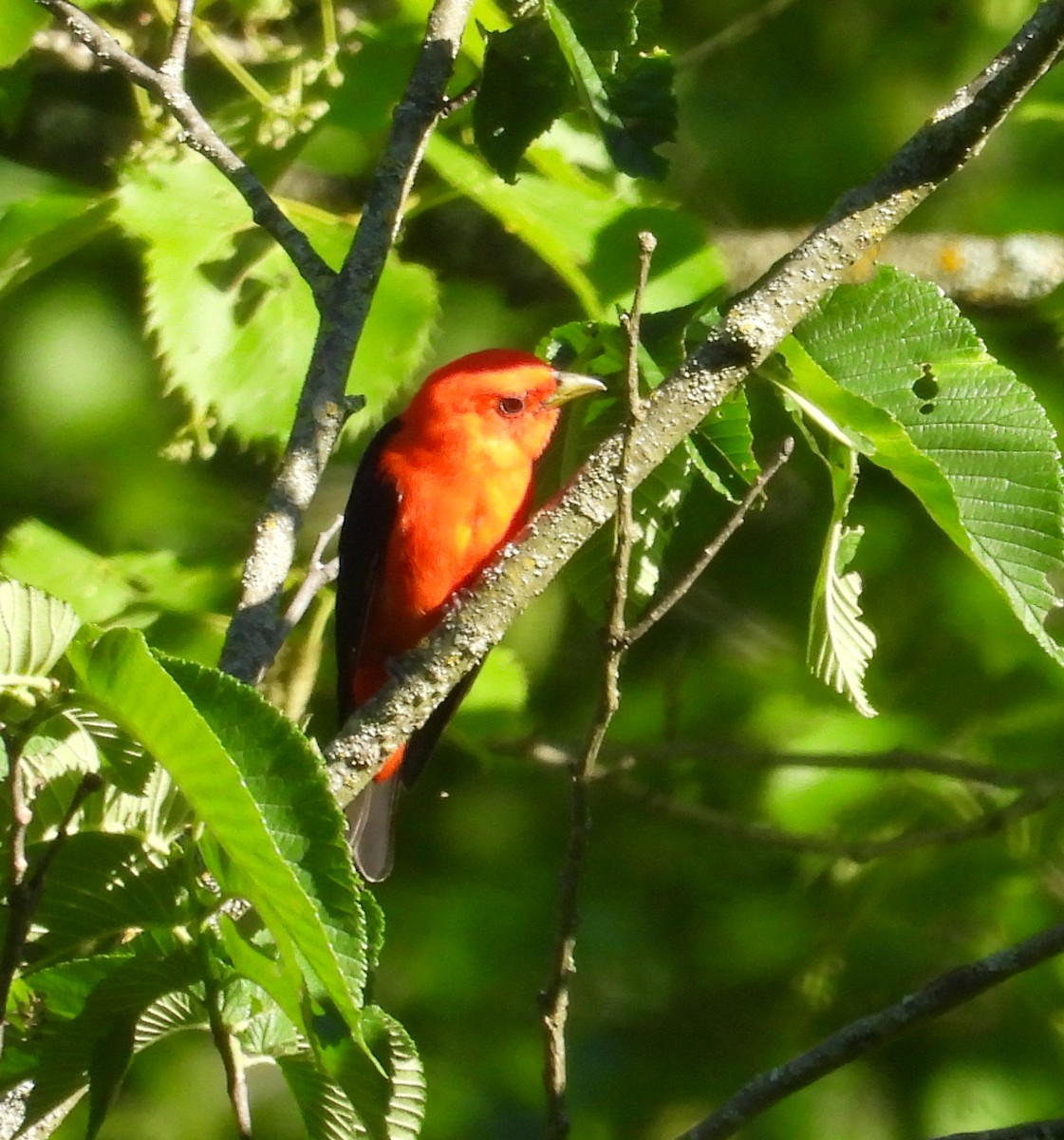 Scarlet Tanager - ML620686162