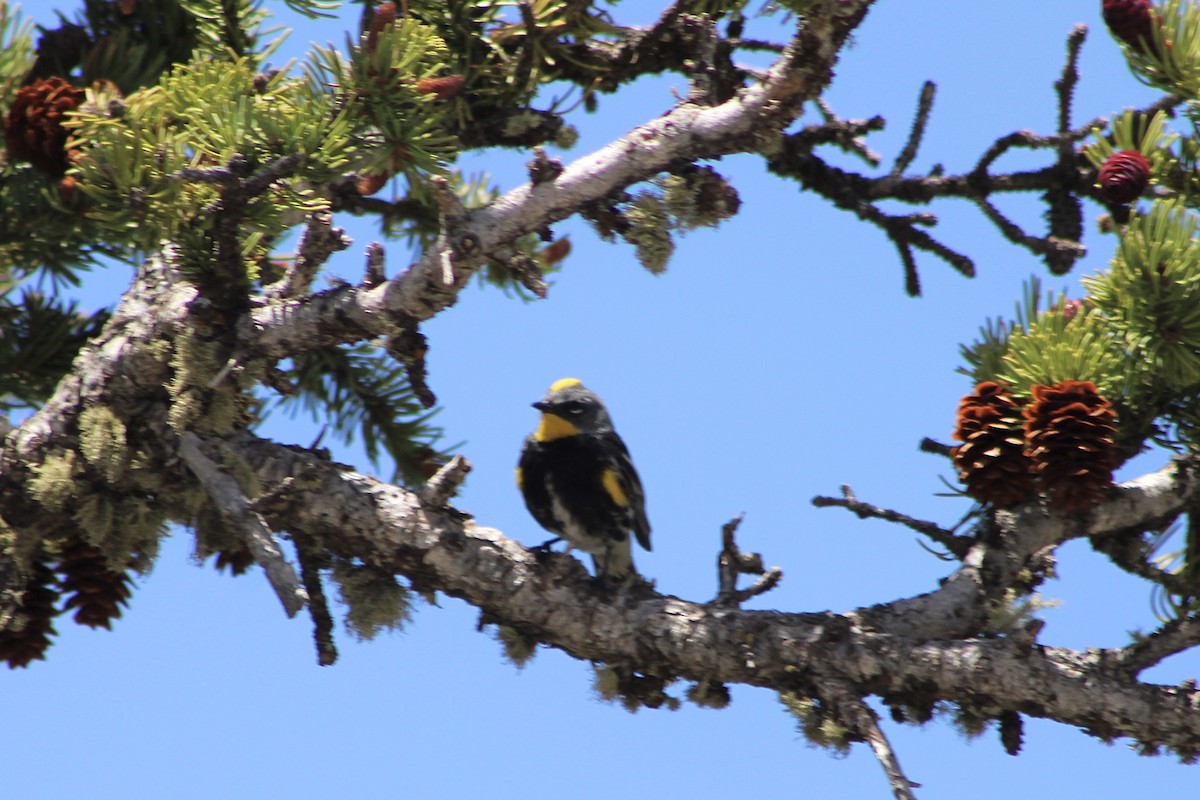 Kronenwaldsänger (Audubonwaldsänger) - ML620686163