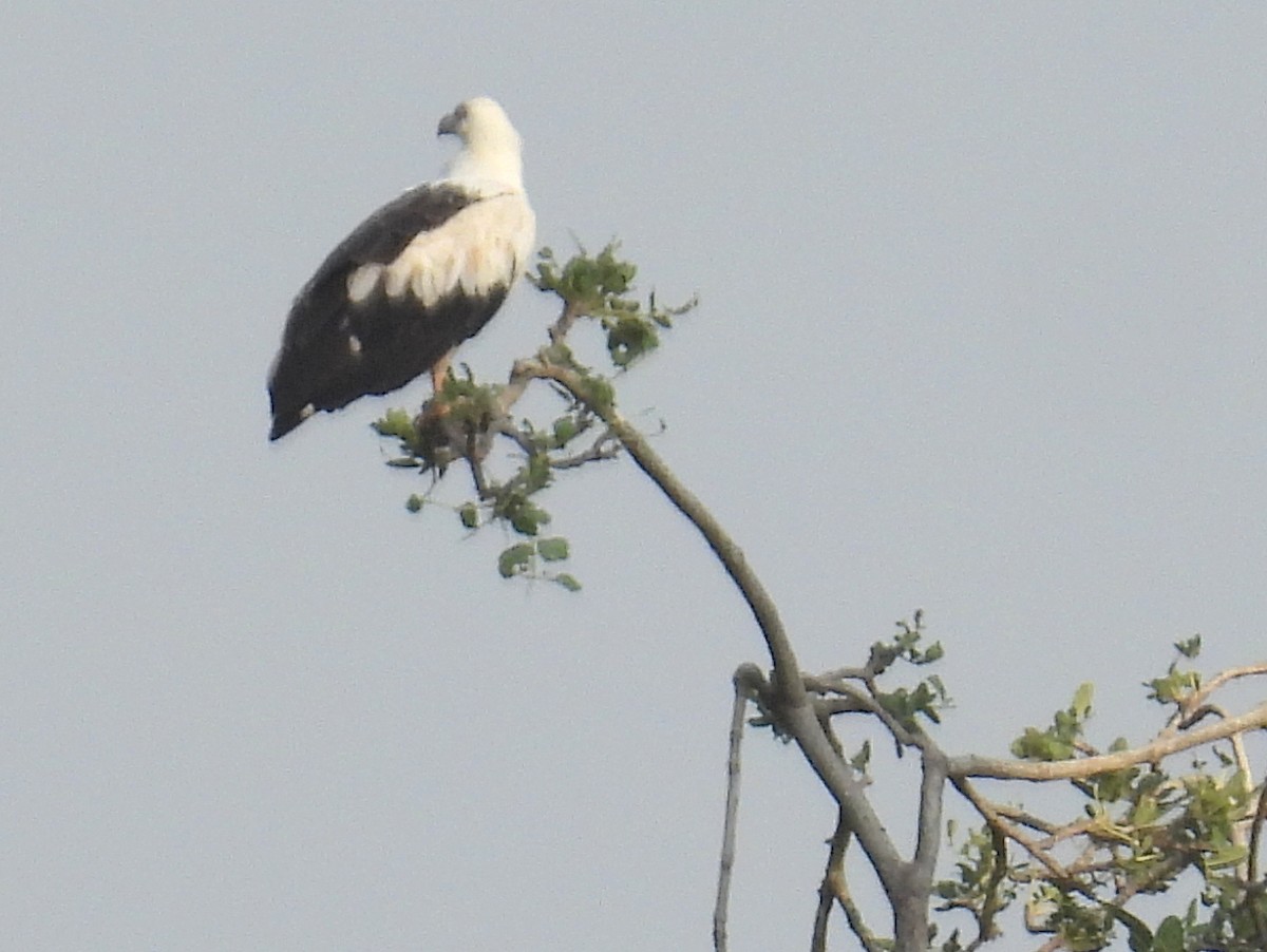 Palm-nut Vulture - ML620686165