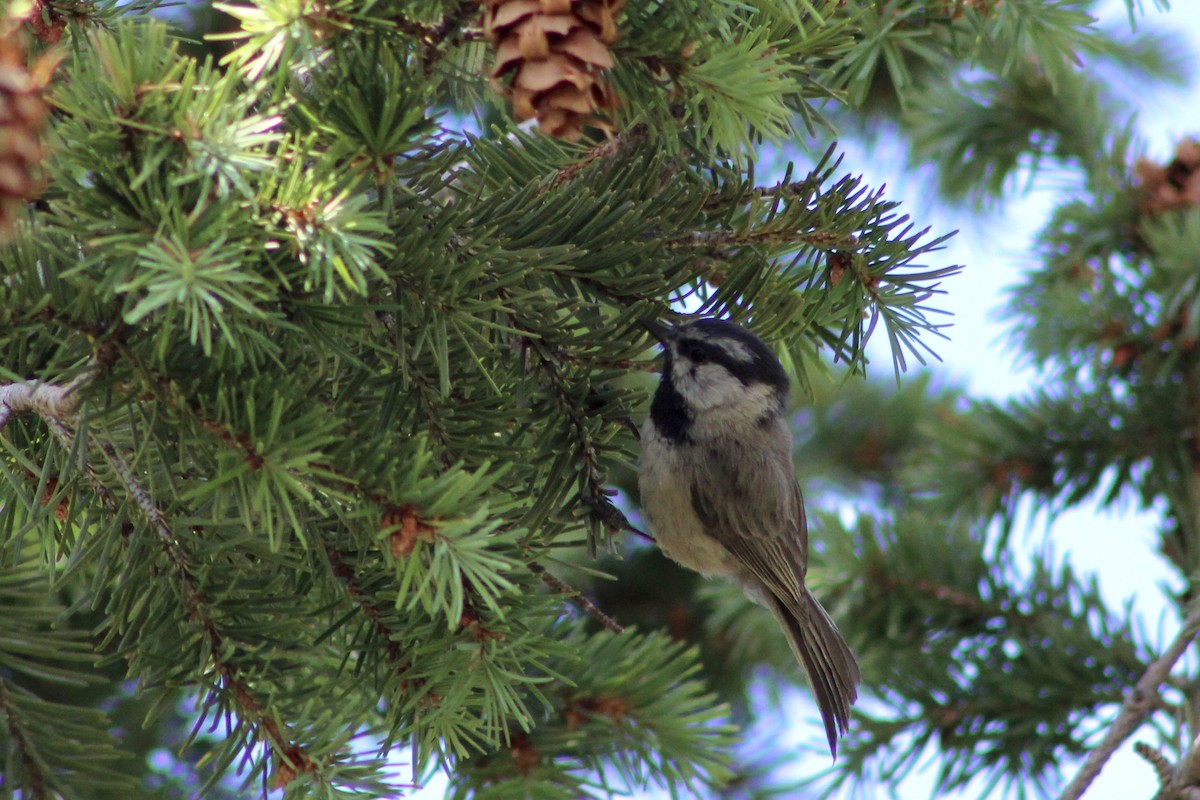 Mountain Chickadee - ML620686166