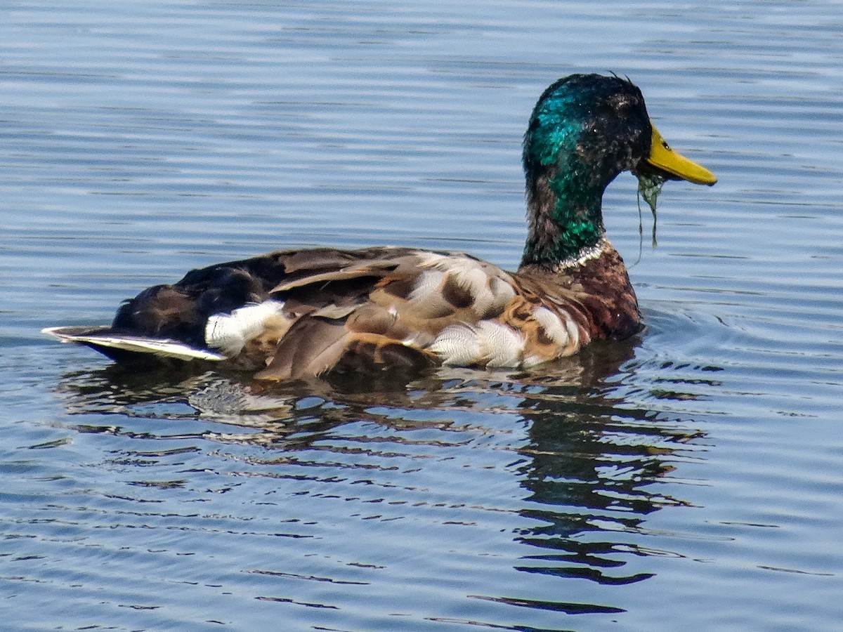 Canard colvert - ML620686171