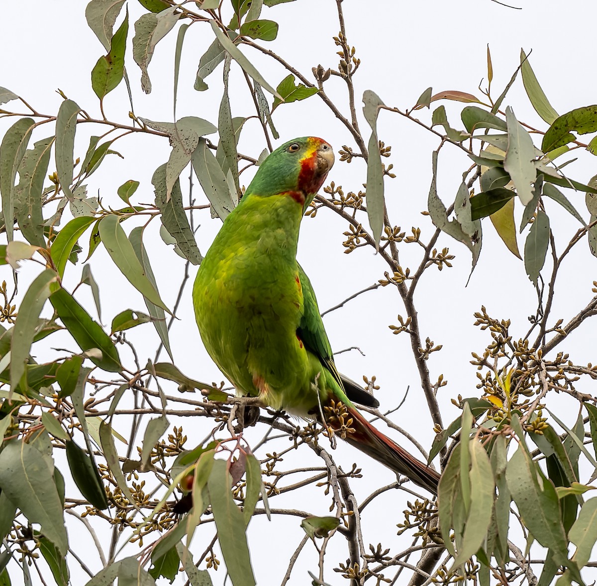 Swift Parrot - ML620686173