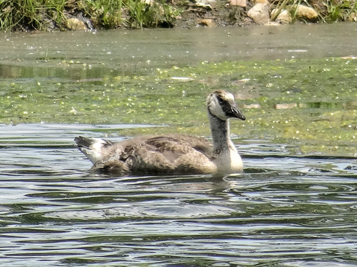 Canada Goose (moffitti/maxima) - ML620686176