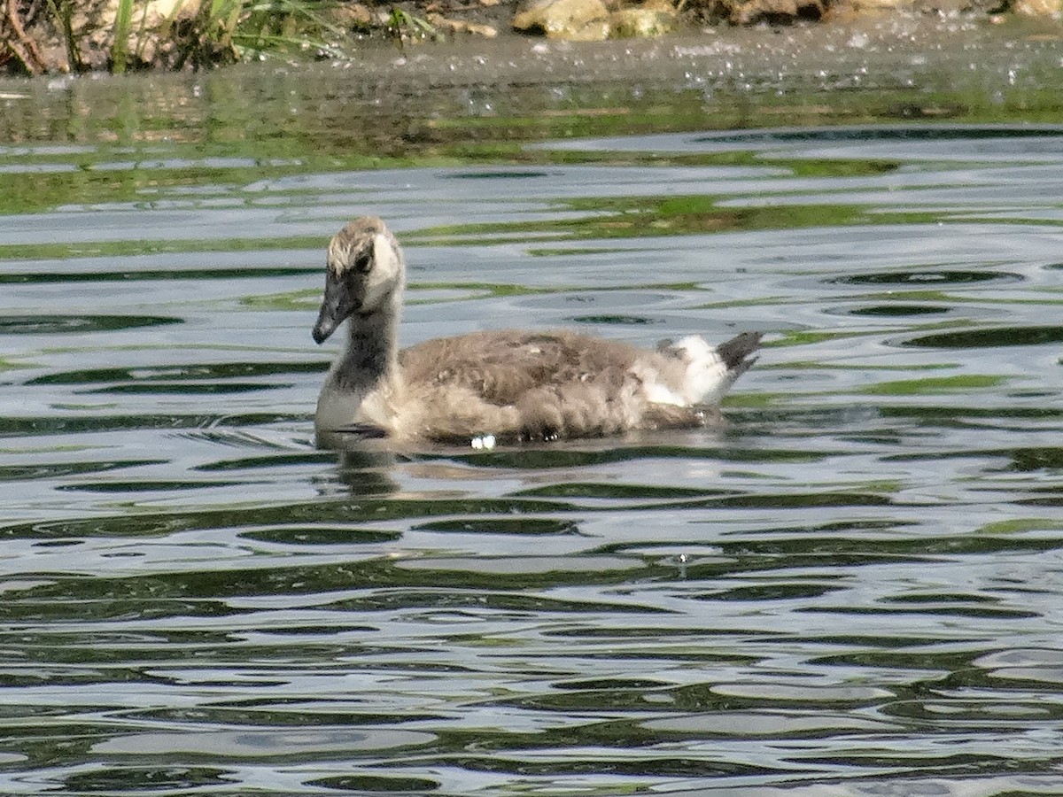 Canada Goose (moffitti/maxima) - John Tollefson