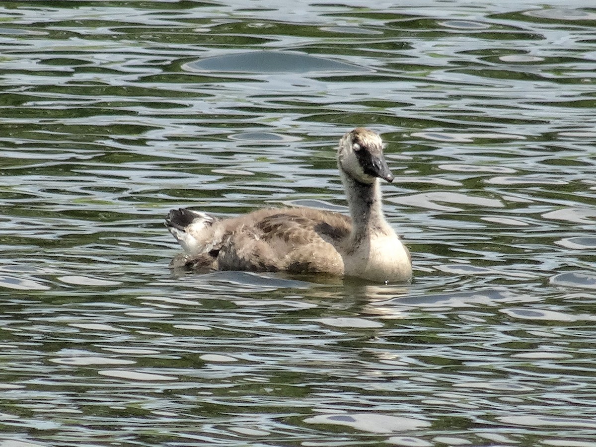 Kanadako branta (moffitti/maxima) - ML620686180