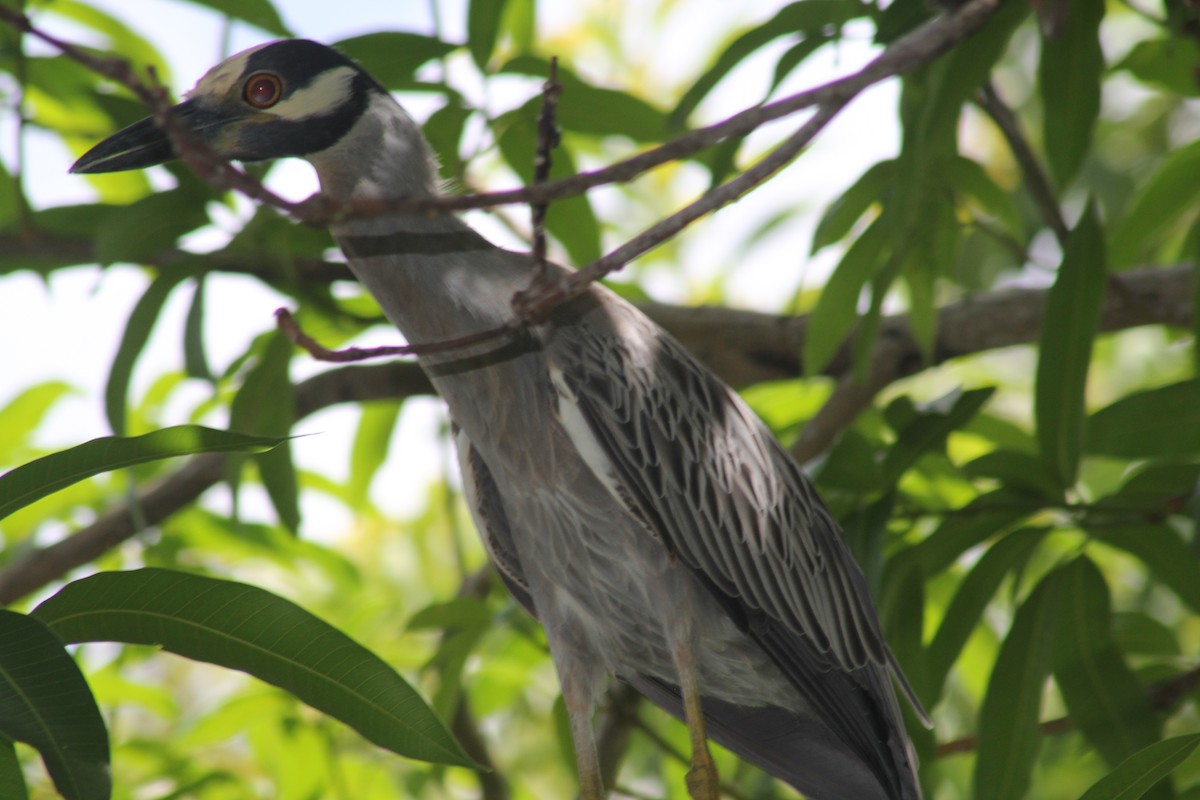 Yellow-crowned Night Heron - ML620686184