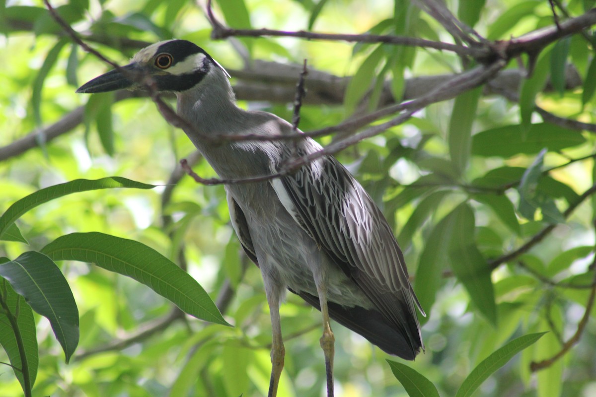 Yellow-crowned Night Heron - ML620686185