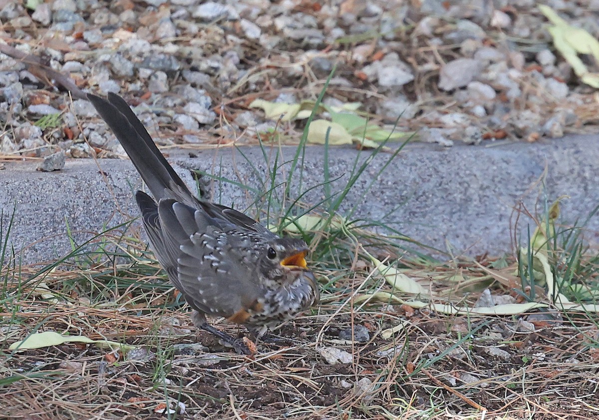 American Robin - ML620686187