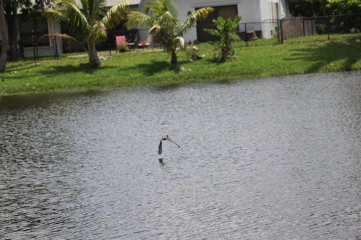 Green Heron - ML620686192