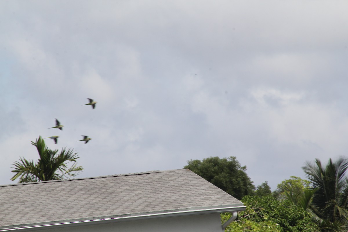 Monk Parakeet - ML620686198