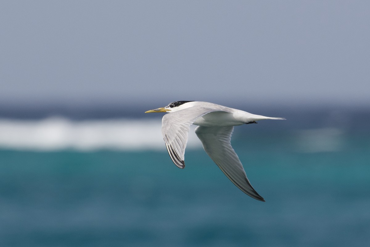 Sandwich Tern (Cayenne) - ML620686200